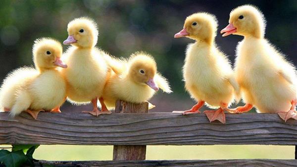 duck picture duck picture